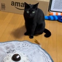 電動猫じゃらしを1年ぶりに起動した結果…猫が見せた『予想外のリアクション』が97万再生「あるあるで笑った」「おとなになったんだ」