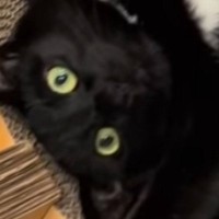 キャットタワーでくつろぐ猫の体勢に驚愕…ぐにゃぐにゃすぎる『まさかの瞬間』に２万いいね「どういう体勢ｗ」「工場でリセットしないとｗ」