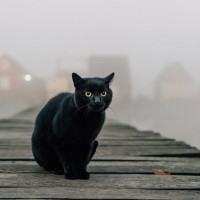 天才作家エドガー・アラン・ポーに愛された猫　最期まで強い絆で結ばれたふたり　米国