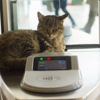 地元で人気の「駅猫」を救え！　高額な治療費のため募金活動が始まる　英国