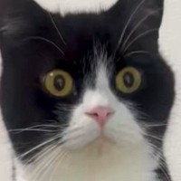 何かが気になっている様子の猫→『一歩踏み出した』次の瞬間…驚きの光景に１万いいね「なかなかのバランス感覚ｗ」「すごい上手ｗ」と爆笑の声