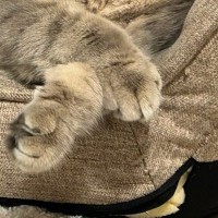 ふと見ると、座椅子に寄りかかって『眠っていた猫』→かわいい表情に、飼い主さんも思わず…ほっこりする光景に２万いいねの反響