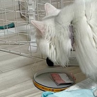 お気に入りのおもちゃを使われて『怒る姉猫』→子猫の反応を見ると…涙が出るほど尊い瞬間に５万いいね「味がある」「モンスターみたいｗｗ」