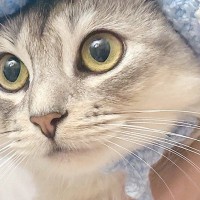『お花付きの帽子』をかぶった猫→『表情』が変化して…笑ってしまう『可愛すぎる光景』が145万表示「寄生されてる感ｗ」「ピクミンみたい」