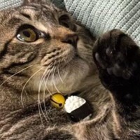 １歳の猫、パパが抱っこすると『小さく見える』のに…ママが抱っこすると→同じ猫とは思えない『まさかの光景』に「全然違うｗ」「びっくりｗ」