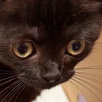 不動産屋に『猫の飼育申請』をしたら、結果は『否認』…まさかの『受理されなかった理由』に８万いいね「誰でも拒否するｗ」「床が抜けそうｗ」