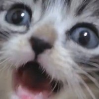 『赤ちゃん猫』を撮影していると、トコトコと歩いてきて…想定外の『悶絶級の行動』に５万いいね「なんという破壊力」「可愛すぎてヤバい」
