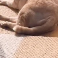 動物病院の先生に『硬い』と言われたネコ…毛づくろい中の『衝撃のシルエット』に「カンガルーみたいｗ」「犬かと思ったｗ」と爆笑の声続出
