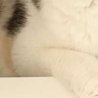 家の中で行方不明になった猫→３０分後、『意外な場所』で見つかって…"予想外の表情"に反響「顔が可愛くてたまらんｗ」「かくれんぼ成功ｗ」