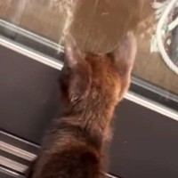 庭に現れた『人懐っこい子猫』を家族に迎えた結果→８か月が経つと…心温まる光景が15万再生「素敵な出会い」「幸せに暮らすんだよ」