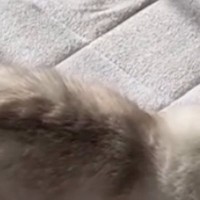 子供たちが家を出たあと、『猫の様子』を見てみると…愛おしい光景が16万表示「お母様と同じ気分でしょうねｗ」「一緒にいるつもりかも」