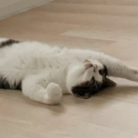 朝起きて、床の上を見ると『猫』が……思わず笑ってしまう『可愛い光景』に「スーパーマンみたいｗ」「今から変身するのかなｗ」と反響