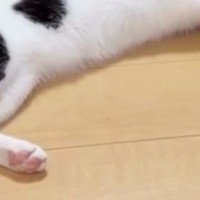 ふと『床でくつろぐ猫』を見たら→『パパのスリッパ』に…ママ爆笑の『まさかの光景』に「気を失ってるのかとｗ」「人には見せられないｗ」