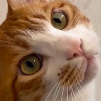キョトンとした顔で飼い主を見つめる猫→『床』を見ると……思わず笑ってしまう光景に２万いいね「やっちまったねｗ」「たまらなく好きｗ」