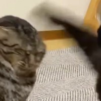 『喧嘩をする２匹の猫』を見ていると…１匹の猫がとった『予想外すぎる行動』が70万再生「吹いてしまった」「耐えられなかったｗｗ」と大爆笑