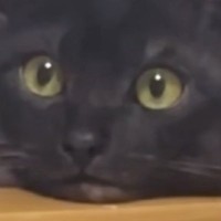 椅子で休んでいた猫の前で『おもちゃを動かした』結果→表情が…衝撃の光景が50万再生「見たことない顔してるｗ」「まじで人間みたいｗ」