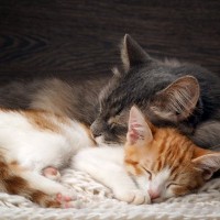 猫たちは『血のつながり』を理解できているの？　親兄弟との関係にまつわる知識や意外な事実を解説