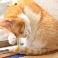 猫が寝るときにする『ナイトルーティン』7選　眠くなってきたサイン？行動の意味も解説