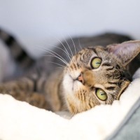 猫と『一緒に寝ない』ことを選ぶメリット5つ　トラブル予防につながる理由や寝る場所を分けるコツ