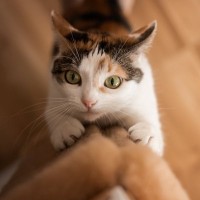 猫を飼うなら覚悟したい『ネガティブ』な瞬間5選　よくある困りごとや上手な向き合い方