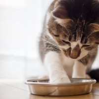 猫が『食器からご飯を出して食べる』ときの理由4つ　食べにくさが原因？見直したいポイントも