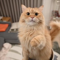 猫が反応せずにはいられない『魔法の言葉』5つ　好きな言葉だけではない？注意したい使い方まで