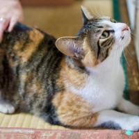 猫が『おしりトントン』でうっとりする理由3選　要求してくるのはなぜ？応え方のコツも