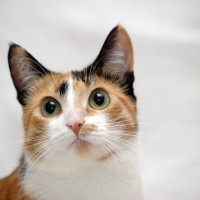 『縁起がいい』とされている猫の特徴5選　幸運を呼ぶと言われる理由や言い伝えをご紹介