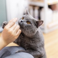 猫に『おやつ』をあげるのに適したタイミング5選　時間や回数はどうしたらいい？避けるべき与え方も