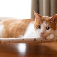 猫の飼い主が避けるべき『非常識な行動』3選　迷惑をかけないための心得や注意すべきポイント