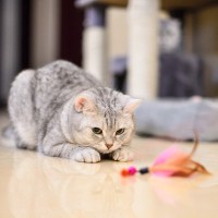 猫が体勢を低くして『お尻をフリフリ』する理由3つ　狙いを定めているの？見かけたときの接し方も