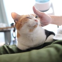 猫の『喜怒哀楽』にまつわるトリビア4つ　表情やしぐさでわかる？感情別の接し方まで