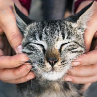 『幸せに満ちあふれた猫』だけに見られるサイン4選　快適に暮らせている証？満足感を保つ秘訣も