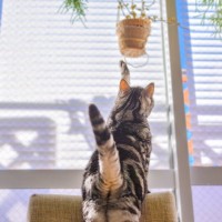 猫によくやられてしまう『お部屋荒らし』5選　散らかす理由や被害を減らすための対処法