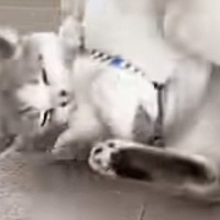 じゃれ合う『兄弟のような２匹の猫』→５年が経つと…ずっと見ていたくなる『微笑ましい光景』に「ふたりとも可愛いね」「仲がいい」と反響