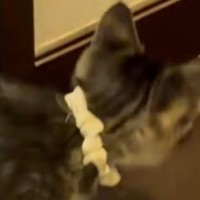 部屋から出てきた子猫→突然足を止めて『戦い始めた相手』とは…尊すぎる光景に１万いいね「一生懸命戦ってて可愛いｗ」「怖いんだよねｗ」