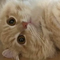 ふと『床に寝転がるネコ』を見たら…食べ物そっくりな『可愛すぎる光景』に２万いいね「しっぽが見事」「可愛くて食べられないｗ」