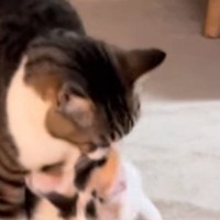 オス猫が『元気に遊んでいた子猫』を運び始めて…まさかの『尊すぎる光景』が207万再生「割とデカめなの運んできたｗ」「もうたまらん」