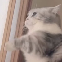 朝になると障子を攻撃し始める猫→突然、『立ち上がる』と…『全力すぎる動き』に爆笑する人が続出「起きちゃうねｗ」「トドメのドヤ顔ｗ」