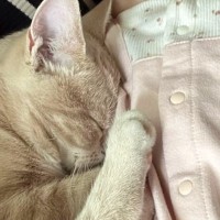 布団で寝ている赤ちゃん→すぐ横には『猫』がいて…ずっと見ていたくなる『尊い光景』に反響「めちゃめちゃ仲良しで可愛い」「癒される」