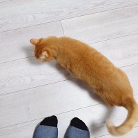 『撫でてほしい猫』→足元まで来ると…わかりやすすぎる『アピールの仕方』に6万いいね「チラ見が可愛すぎる」「表情がずるい」と悶絶の声