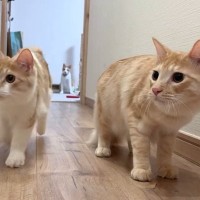 上の階で楽しく遊んでいた猫たち→飼い主が様子を見に行くと…予想外のリアクションに「わかりやすいｗ」「キャッキャしてたのにｗ」と爆笑