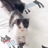 部屋に入ると、『３匹の赤ちゃん猫』が集まってきて…頬が緩む『可愛すぎる光景』に「みんな主が大好きなんだね」「いくらでも襲われたいｗ」