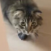 猫が『パック姿の飼い主』と遭遇した結果…あまりにも可愛らしい『リアクション』に爆笑「吹いたｗｗ」「顔覚えてるのかな」と29万再生