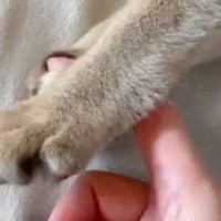 指を触りたそうにしていた猫→近づけてみると…まさかの『尊すぎる光景』が21万表示「噛むかと思ったらｗ」「天使の戯れ」と反響