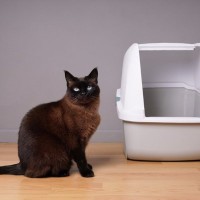 猫をガッカリさせてしまう『トイレ環境』4選　健康を損なう危険性も？改善のポイントまで解説