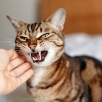 猫が驚いてしまう『飼い主の行動』3選　ストレスを与える理由から信頼関係への影響まで
