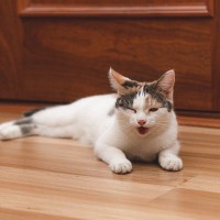 猫が『夏バテ』になっているときのサイン4つ　見逃せない症状から対処法まで解説