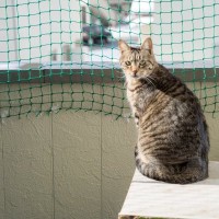猫が高い場所から飛ぶ『フライングキャットシンドローム』とは？起こりうるトラブルや事故を防ぐための環境作り