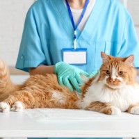 猫にカビが生えてしまう『皮膚糸状菌症』とは？主な原因や症状、人への感染リスクまで解説